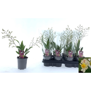 ONCIDIUM OV