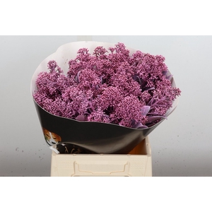 Skimmia Wx Rose