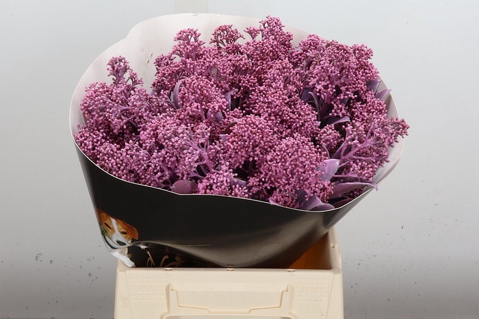 <h4>Skimmia Wx Rose</h4>