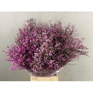 GINSTER LILA BS 400G