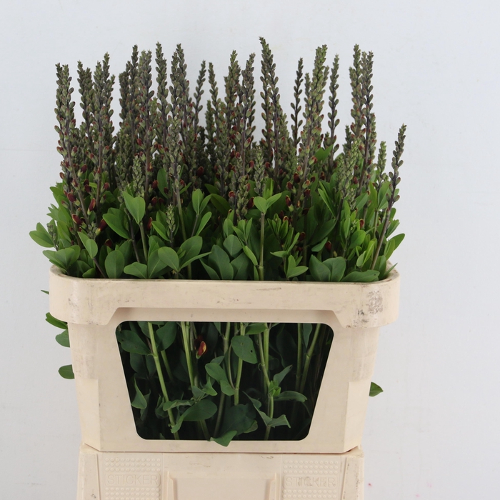 <h4>BAPTISIA AUSTRALIS</h4>