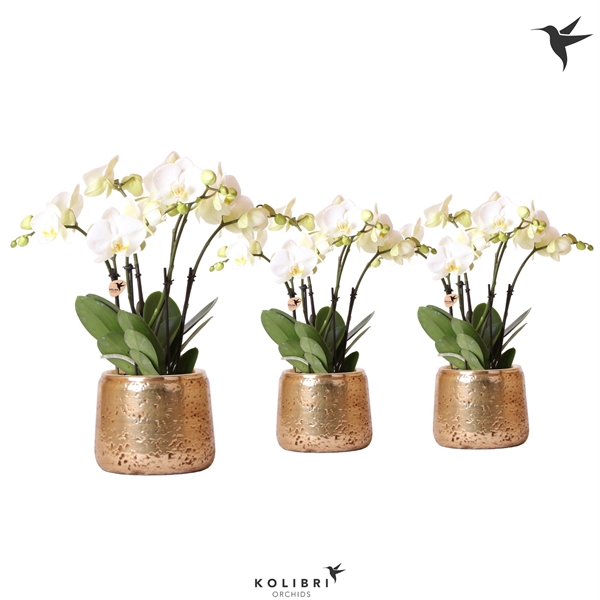 <h4>Kolibri Orchids Phalaenopsis Jewel Ghent in luxury gold</h4>