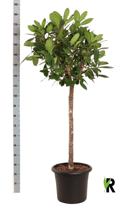 <h4>FICUS CYATHISTIPULA</h4>