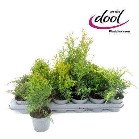 <h4>Coniferen Gem</h4>