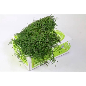 Leaf gleichenia coral fern