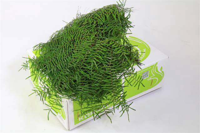 <h4>Leaf gleichenia coral fern</h4>
