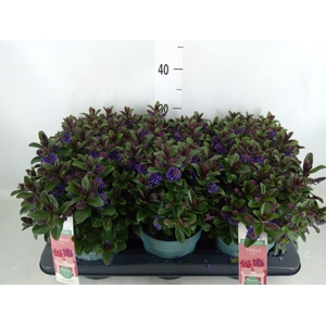 Hebe  'Vinoa Purple'