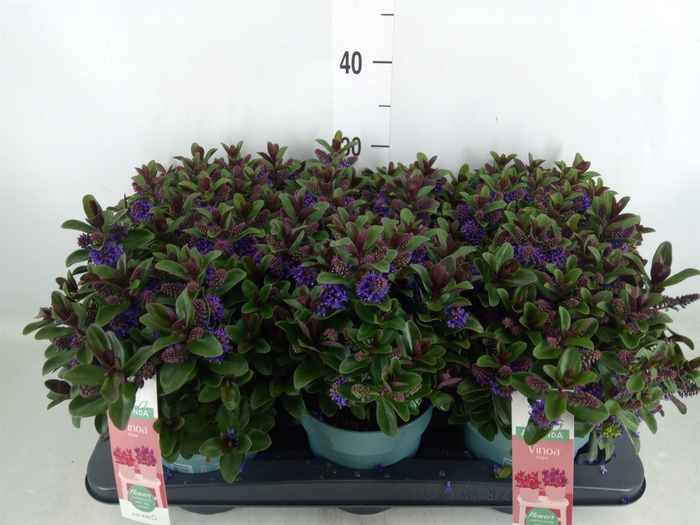 <h4>Hebe  'Vinoa Purple'</h4>