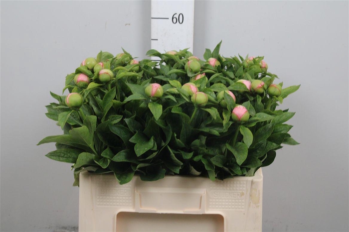 <h4>Paeo S Salmon Saucer</h4>