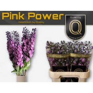DELPHINIUM DU 'DELPHIS PINK POWER'