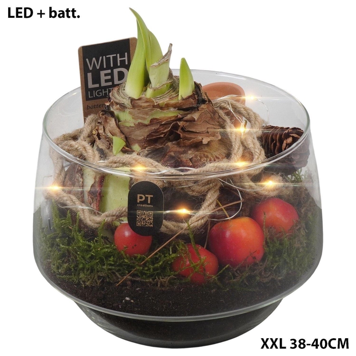 <h4>Arr.  Hippeastrum  L%</h4>