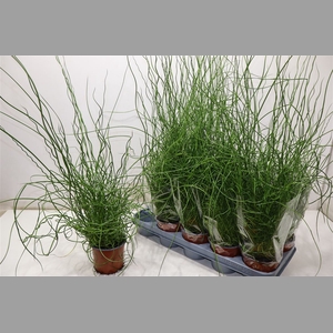 Juncus Ef Spiralis