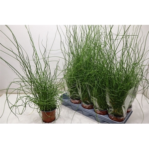 arr8 Juncus Ef Spiralis