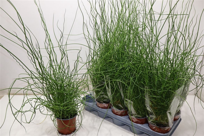 <h4>Juncus Ef Spiralis</h4>