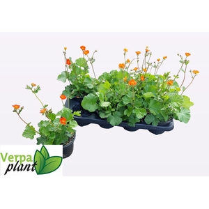 GEUM CO BORISII