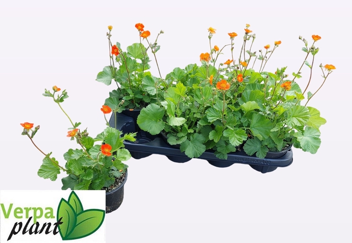<h4>GEUM CO BORISII</h4>