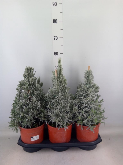 <h4>Lavandula angus.</h4>