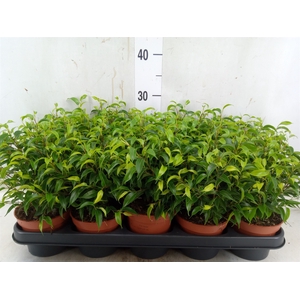 Ficus benja. 'Natasja'