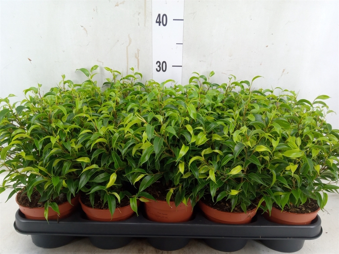 <h4>Ficus benja. 'Natasja'</h4>