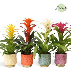 Guzmania Cupcake - 13cm in Havana | Mimesis