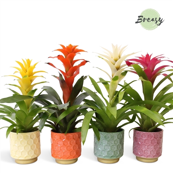 <h4>Guzmania Cupcake - 13cm in Havana | Mimesis</h4>