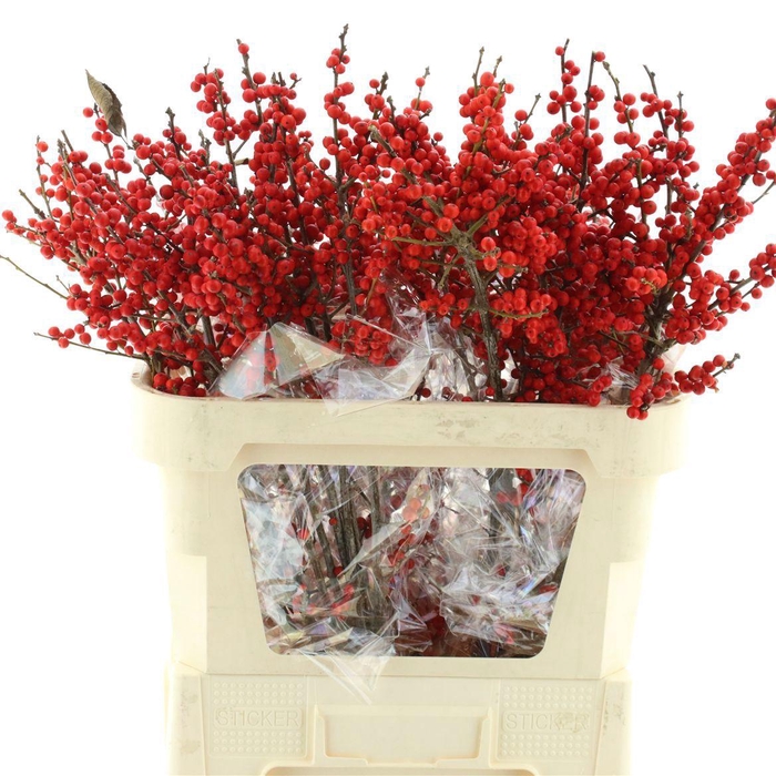 <h4>ILEX VE RODE BES</h4>