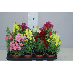 Antirrhinum Ma Gemengd
