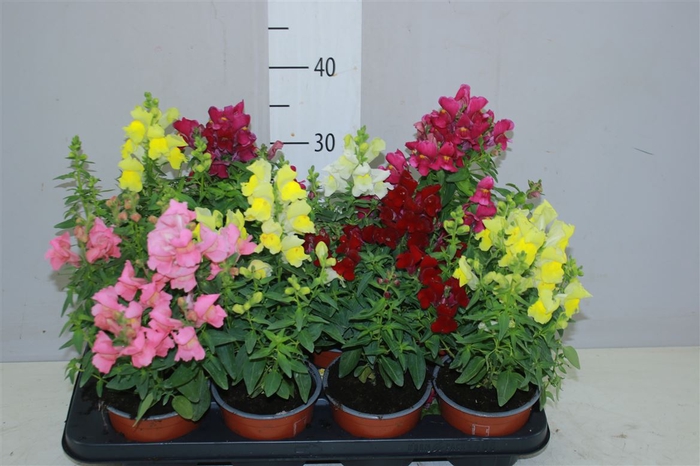 <h4>Antirrhinum Ma Gemengd</h4>