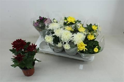<h4>CHRYS COSMO MIX P12</h4>
