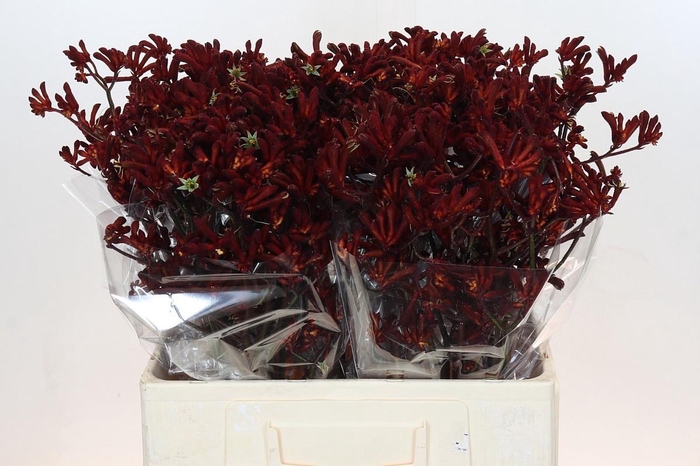 <h4>ANIGOZ BUSH RUBY</h4>