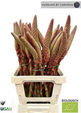 <h4>Aloe Arborescens</h4>