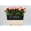 Paeonia Angel Cheeks
