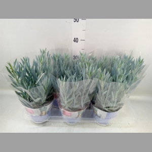 Curio ficoides 'Mount everest'