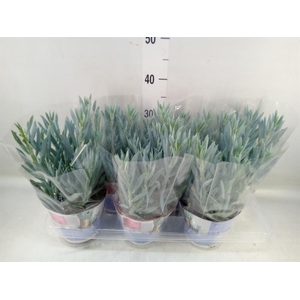 Curio ficoides 'Mount everest'