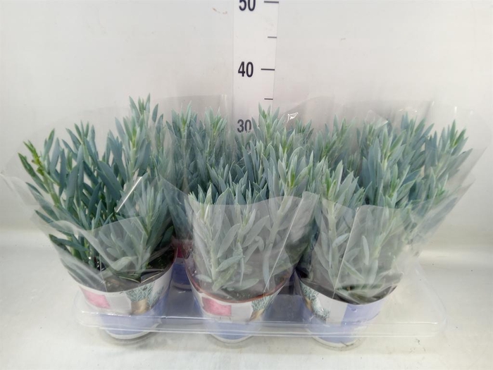 <h4>Curio ficoides 'Mount everest'</h4>