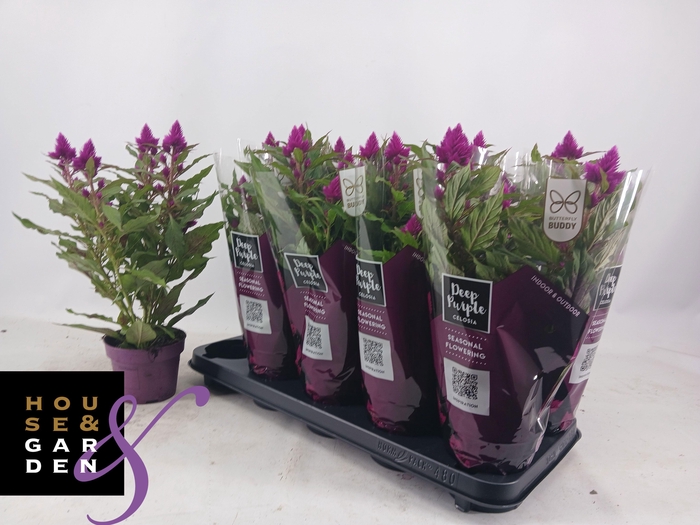 <h4>CEL DEEP PURPLE</h4>