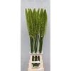 Eremurus White Wedding