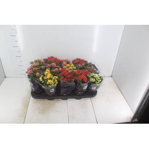 KALANCHOE DOBRADO P11