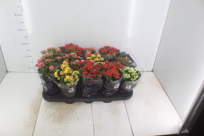 <h4>KALANCHOE DOBRADO P11</h4>