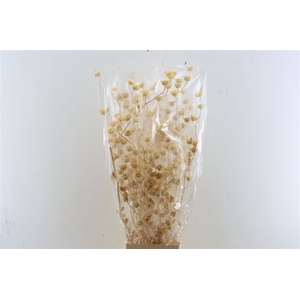 Dried Lavatera White Bunch Slv