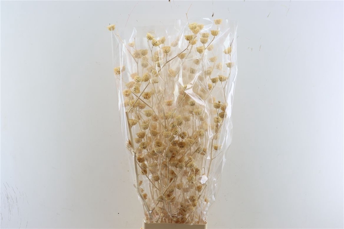 <h4>Dried Lavatera White Bunch Slv</h4>