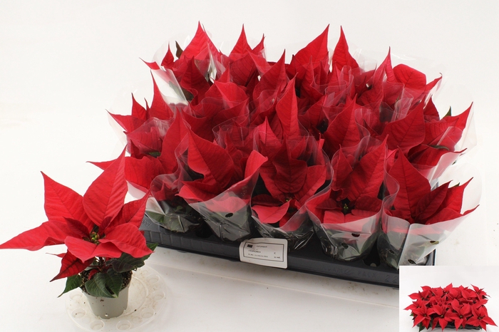 <h4>EUPHOR P CHR F RED</h4>