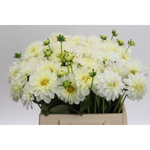 Dahlia White Cap