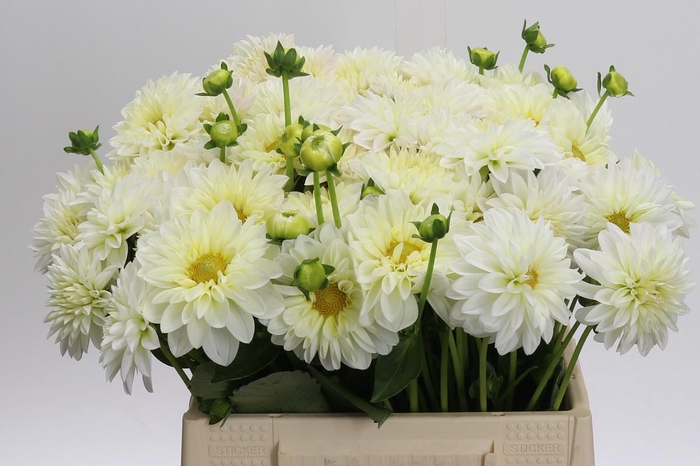 <h4>Dahlia White Cap</h4>