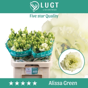 Lisianthus Alissa Green