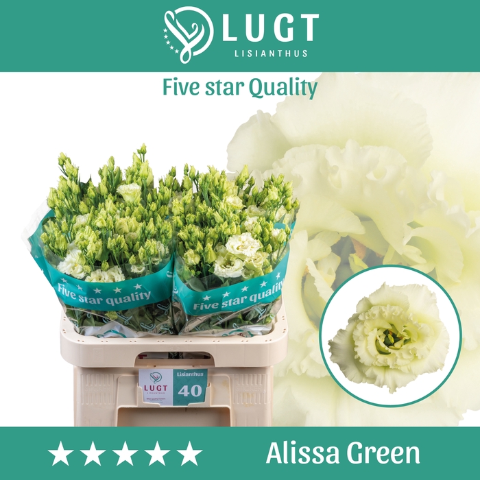 <h4>Lisianthus Alissa Green</h4>