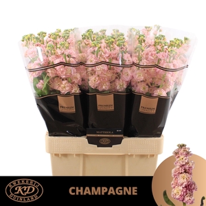 Matth Stox Champagne