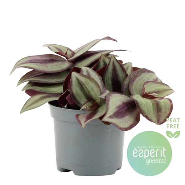 <h4>Tradescantia Zebrina Violet</h4>
