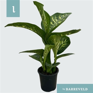 Dieffenbachia Tropic Snow