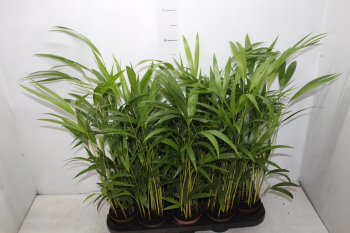 <h4>ARECA BAMBU P11</h4>